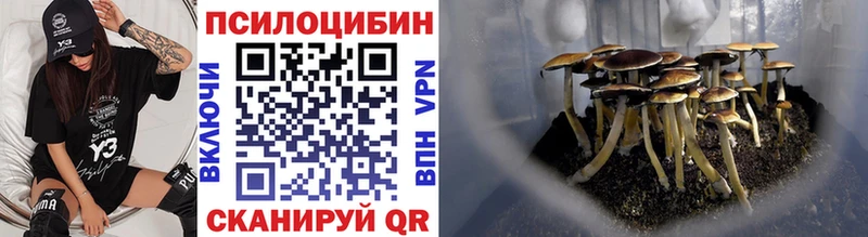 где можно купить   Кувшиново  Галлюциногенные грибы Cubensis 